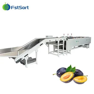 Advanced Plum Washing Roller Sorting Machine