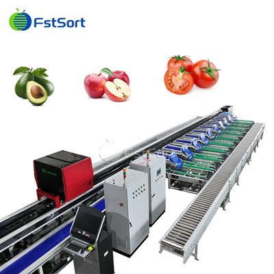 High Precision Tomato AI Sorter